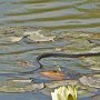 Grass snake (2)